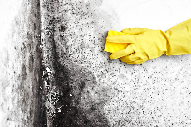 Reliable Palm Springs, CA Mold Remediation Solutions