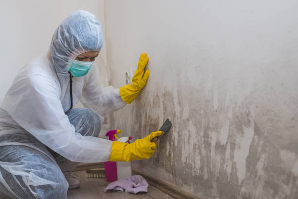 Best Black Mold Remediation in Palm Springs, CA