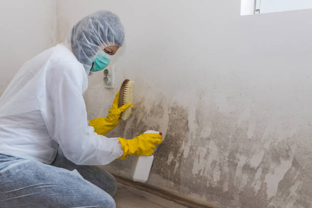  Palm Springs, CA Mold Removal Pros