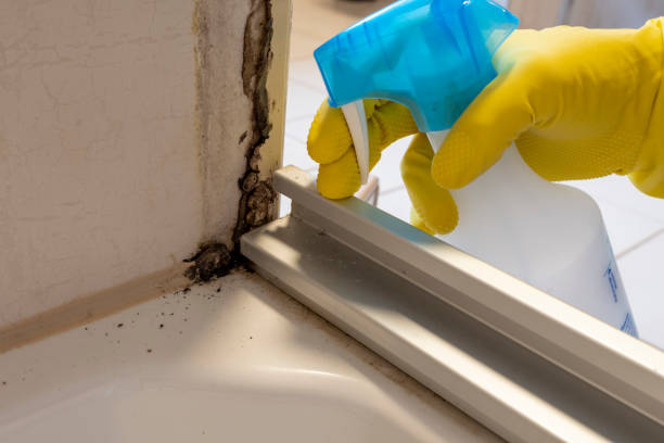 Best Commercial Mold Remediation in Palm Springs, CA
