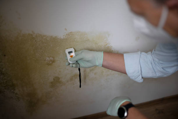 Best Insurance-Related Mold Remediation in Palm Springs, CA