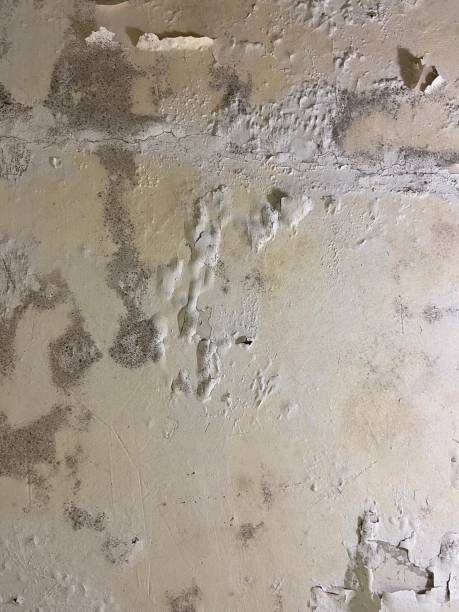 Best Health and Safety Mold Remediation in Palm Springs, CA