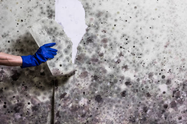 Best Mold Remediation for Schools in Palm Springs, CA