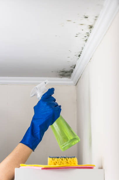 Best Industrial Mold Remediation in Palm Springs, CA